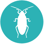 Roach Icon