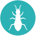 Termite Icon